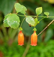 Stilbaceae