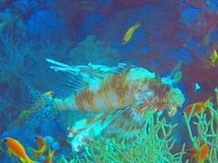 Lionfish in the red sea