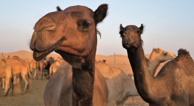 arabian nights village camel closeup