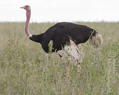 Bird Album 01 - Ostriches and Rheas