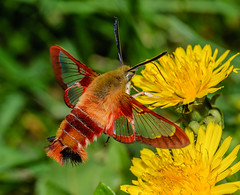 Sphinx Moths (Sphingidae)