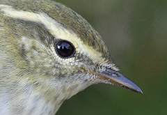 Gulbrynsanger (Yellow-browed Warbler)