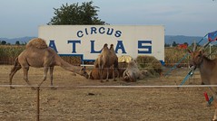 Circus Atlas