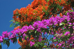Flore de la Réunion