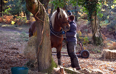The Horse-Loggers