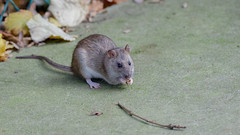 Rat / Rat