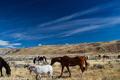 Horses of Dubois Wyoming