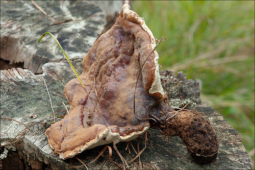 Ганодерма смолистая (Ganoderma resinaceum). Автор: Amadej Trnkoczy (Slovenija)