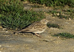 Wagtails ,Larks and Pipits