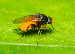 Scuttle Flies (Phoridae)