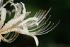 White Magic Lily