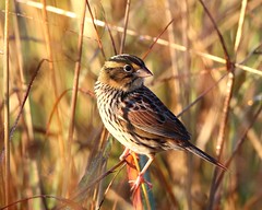 sparrows/sparrow-like birds