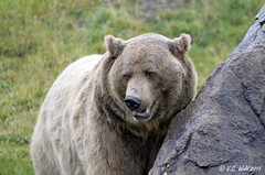 Grizzly Gala & MGE 2015-July & August