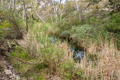hopkins creek conservation park