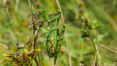 Mantis (praying mantis/mante religieuse)
