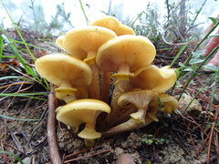 Mushrooms /// Champignons