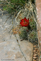 Cacti in habitat