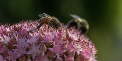 Macro Bees VIII
