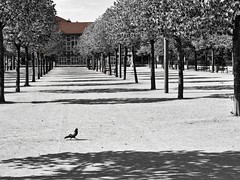 Au rythme du pigeon... at walking pace of the pigeon... #Darktable #OlympusE-M10