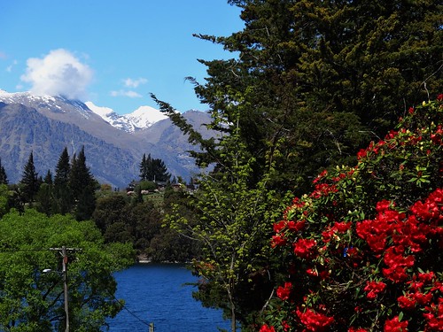 Queenstown. View of snow on the Remarkables from the Botanic Gardens. Red rhododendron.