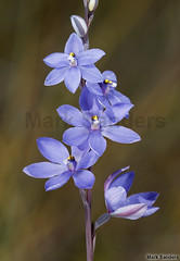 Thelymitra (Sun Orchids)