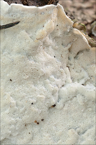 Скелетокутис бесформенный (Skeletocutis amorpha) Автор: Amadej Trnkoczy (Slovenija)