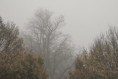 Maidenhead Fog - October 2015