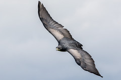 Grey Buzzard Eagle