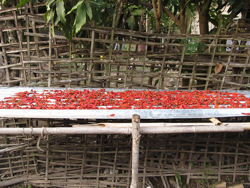 Muang Ngoi: des piments qui sèchent
