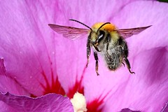Bees in Flight  - Apidae - fliegende Bienen