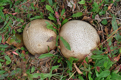 British fungi & slime-moulds