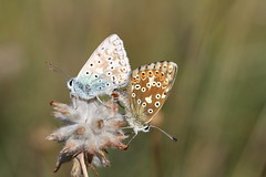 Mating Butterflies & Courtship