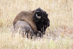 USA 2011 Yellowstone