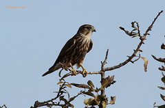 FALCO SMERIGLIO (Falco columbarius aesalon)