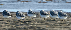 Gulf Coast Birds