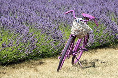 Washington Lavender Farm