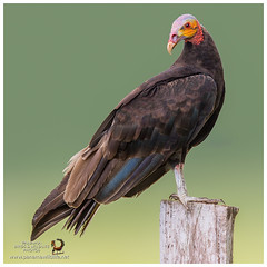 New World Vultures / Gallinazos / Urubus