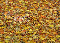 12-17 Autumn Colours