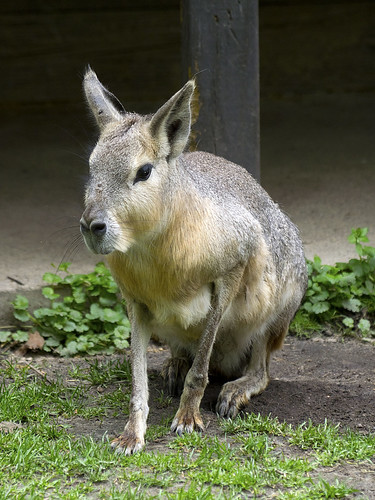 Potter Park Zoo 05-19-2015 - Patagonian Cavy 2