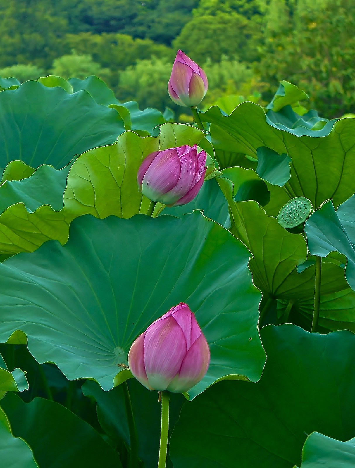 Lotus flowers at Shinobazu Pond