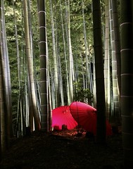 Kyoto forest lights