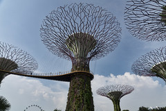 Gardens By The Bay Supertrees