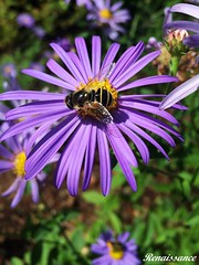 Aster & Bee