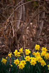 bunches of daffodils