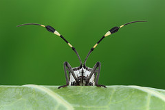 Percevejos (Bug)