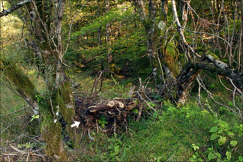 Крепидот красивочешуйчатый (Crepidotus calolepis)Photo by Amadej Trnkoczy  on Flickr Автор фото: Amadej Trnkoczy (Slovenija)