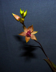 orchid species i've bloomed #6 (full)