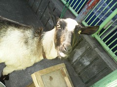 goat-2 (other goats)