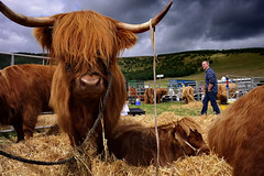 Peebles Agricultural Show 2015