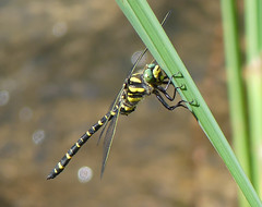 Golden-ringed Dragonfly (Cordulegaster boltonii)